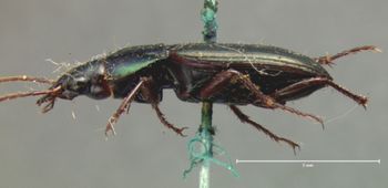 Media type: image;   Entomology 79 Aspect: habitus lateral view